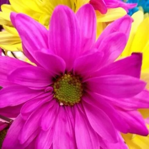 Bernadette Scanlan-Hodges