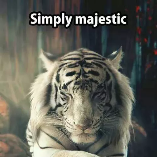 ebuka okey Omeche Sydney